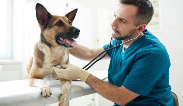 CV weterynarz i list motywacyjny - poznaj nasze wskazówki